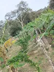 Eneo la Hekta 12 Lililoendelezwa kwa Kilimo Msambweni, Kwale - 2