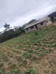 Eneo la Hekta 12 Lililoendelezwa kwa Kilimo Msambweni, Kwale - 4