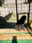 Purebred Havanese Puppy - 6-12 Months Male - 1