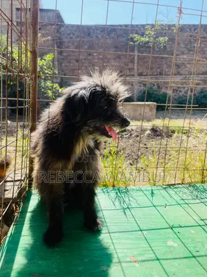 Purebred Havanese Puppy - 6-12 Months Male