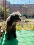 Purebred Havanese Puppy - 6-12 Months Male - 2