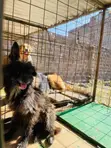 Purebred Havanese Puppy - 6-12 Months Male - 3