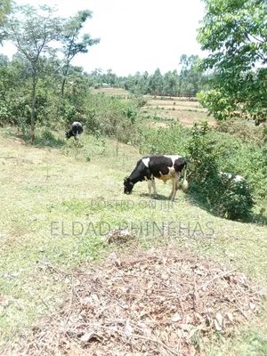 Friesian Bull, 15 Months Old