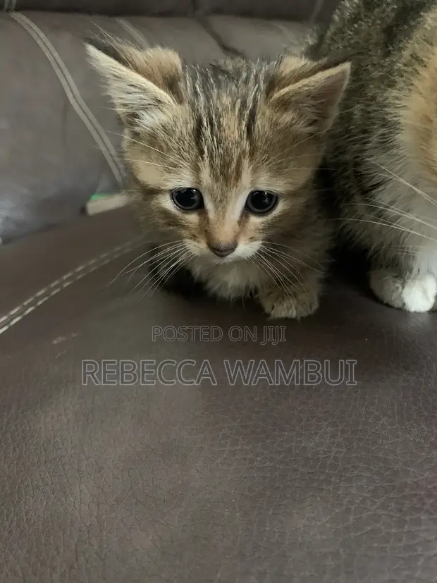 0-1 Month Female Purebred American Shorthair Kitten - 1