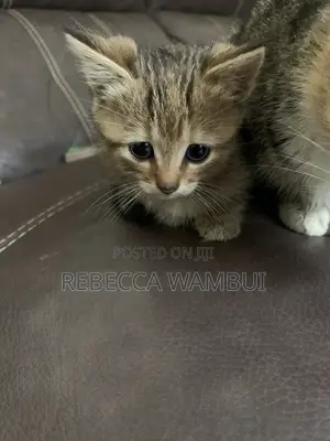0-1 Month Female Purebred American Shorthair Kitten
