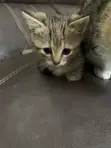 0-1 Month Female Purebred American Shorthair Kitten - 1