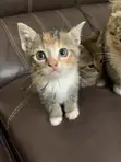 0-1 Month Female Purebred American Shorthair Kitten - 2
