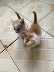 0-1 Month Female Purebred American Shorthair Kitten - 3