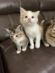0-1 Month Female Purebred American Shorthair Kitten - 4