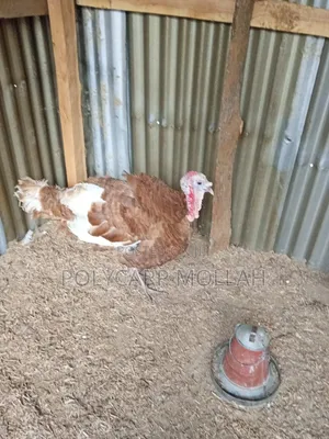 Red Bourbon Turkey Male