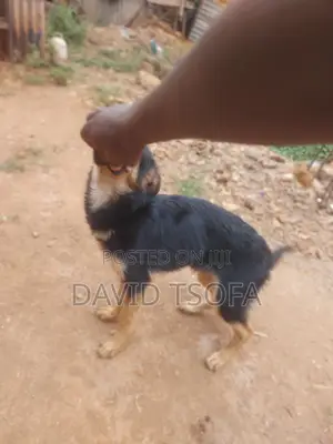 1-3 Month Male Purebred German Shepherd Puppy