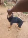 1-3 Month Male Purebred German Shepherd Puppy - 1