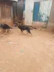 1-3 Month Male Purebred German Shepherd Puppy - 2