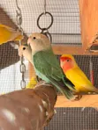 Ornamental Parrots for Sale - 1