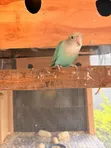Ornamental Parrots for Sale - 2