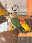 Ornamental Parrots for Sale - 3
