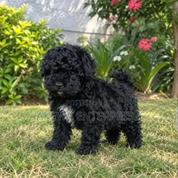 Purebred Havanese Puppy - 1-3 Months Female - 1