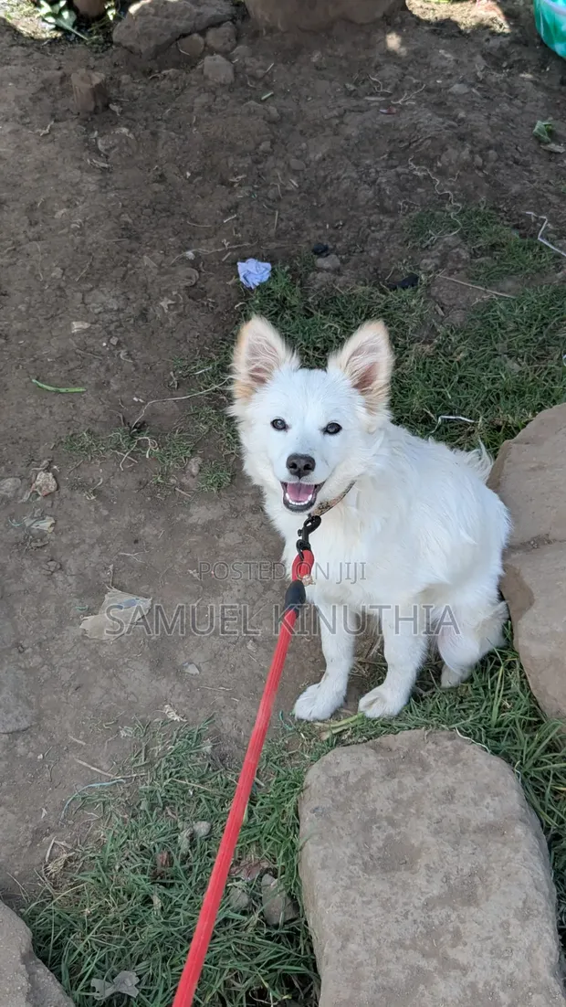 Male Mixed Breed Maltese, 6-12 Months - 1