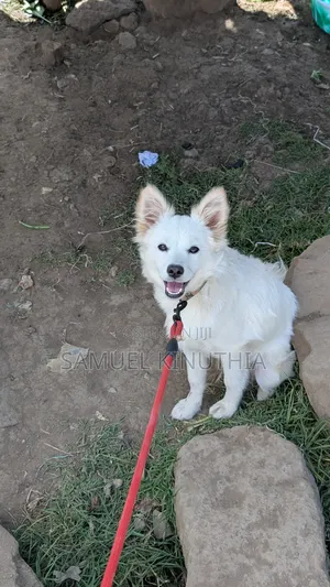 Male Mixed Breed Maltese, 6-12 Months