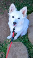 Male Mixed Breed Maltese, 6-12 Months - 2