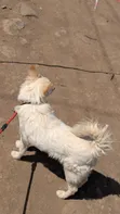Male Mixed Breed Maltese, 6-12 Months - 3