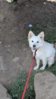 Male Mixed Breed Maltese, 6-12 Months - 4