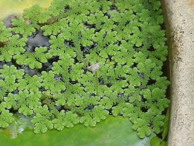 Azolla Plant for Sale - 1