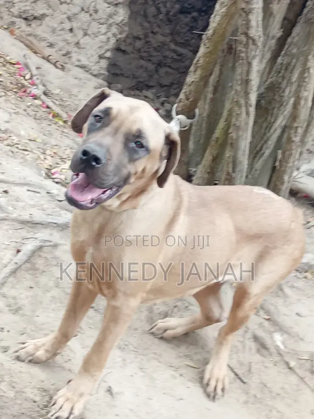 Female Boerboel Puppy, 6-12 Months - 1