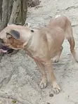 Female Boerboel Puppy, 6-12 Months - 2