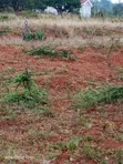 1 Acre Mua Hills Kitanga Land Touching Tarmac - 2