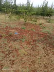 4 Acres Mua Hills Kitanga Land for Sale - 3