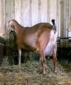 Dairy Goats - Saanen, Toggenburg, Alpine