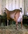 Dairy Goats - Saanen, Toggenburg, Alpine - 1