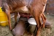 Dairy Goats - Saanen, Toggenburg, Alpine - 2