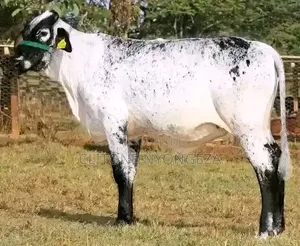 Matured Dairy Cow for Sale
