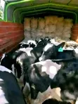 Matured Dairy Cow for Sale - 2