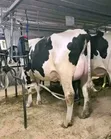 Matured Dairy Cow for Sale - 3