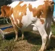 Matured Dairy Cow for Sale - 4