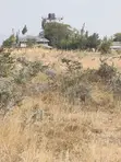 Malaa Plots for Sale - 50x100ft - 1