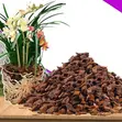 Pine Bark Potting Mix for Plants - 3