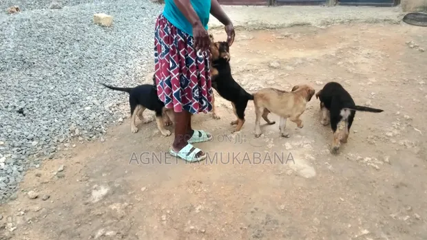 1-3 Month Female Purebred German Shepherd Puppy - 1