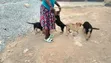 1-3 Month Female Purebred German Shepherd Puppy - 1