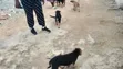 1-3 Month Female Purebred German Shepherd Puppy - 2