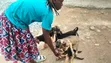 1-3 Month Female Purebred German Shepherd Puppy - 3