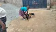 1-3 Month Female Purebred German Shepherd Puppy - 4