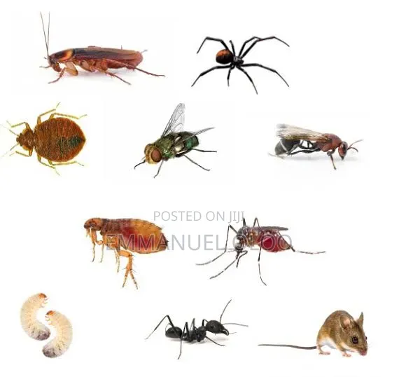 Pest Control Services in Malindi, Mombasa, Kwale, Diani - 1