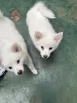 Female Japanese Spitz Puppy (1-3 Months) - 1