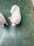 Female Japanese Spitz Puppy (1-3 Months) - 2