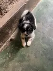 Female Japanese Spitz Puppy (1-3 Months) - 3