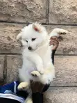 Female Japanese Spitz Puppy (1-3 Months) - 4